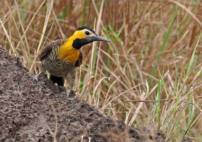 Campo Flicker