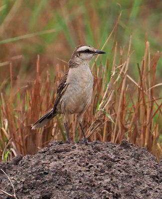 Chalk-browed Mockingbird