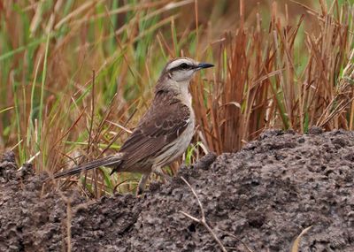 Chalk-browed Mockingbird