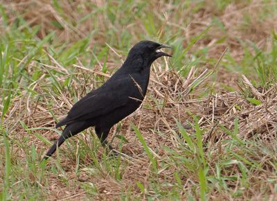 Chopi Blackbird