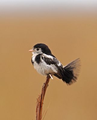 Cock-tailed Tyrant