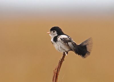 Cock-tailed Tyrant