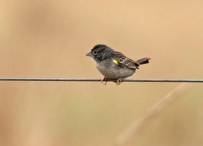 Grassland Sparrow
