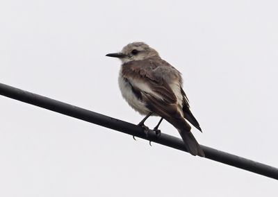 Gray-rumped Monjita