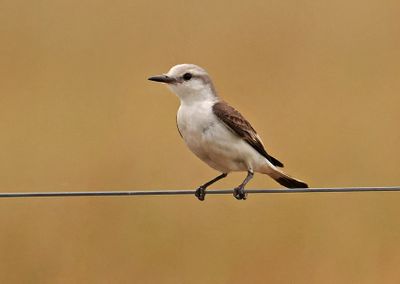 Gray-rumped Monjita
