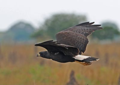 Great Black Hawk