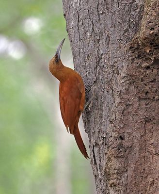 Great Rufous Woodcreeper