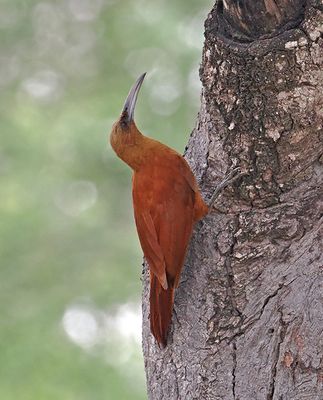Great Rufous Woodcreeper