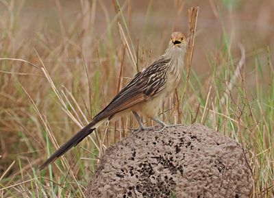 Guira Cuckoo
