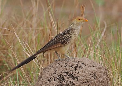 Guira Cuckoo