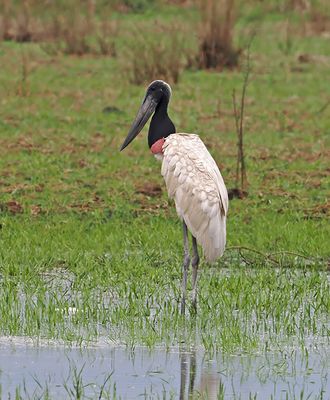 Jabiru