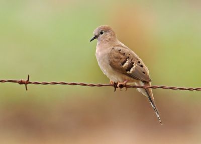 Long-tailed Ground-Dove