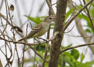 Mouse-colored Tyrannulet