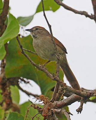 Pale-breasted Spinetail