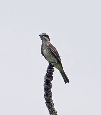 Piratic Flycatcher