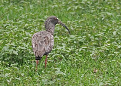 Plumbeous Ibis