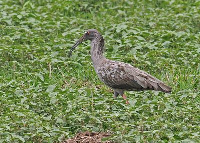 Plumbeous Ibis