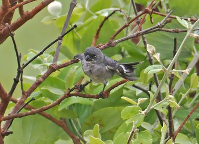 Plumbeous Seedeater