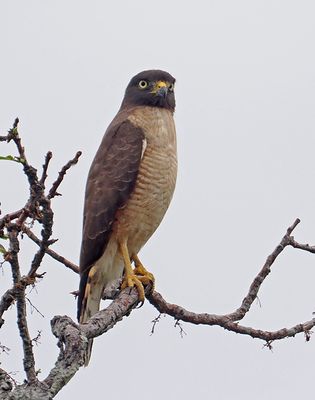 Roadside Hawk