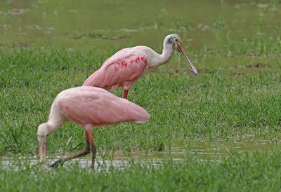 Roseate Spoonbill