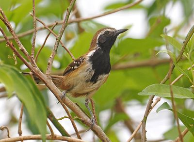 Rusty-backed Antwren