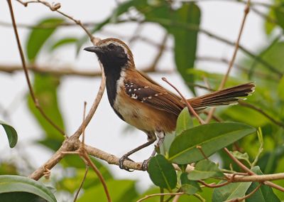 Rusty-backed Antwren