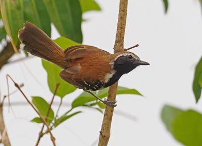 Rusty-backed Antwren