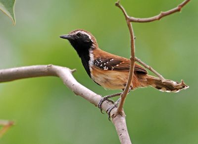 Rusty-backed Antwren