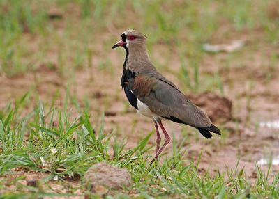 Southern Lapwing