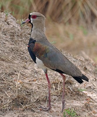 Southern Lapwing