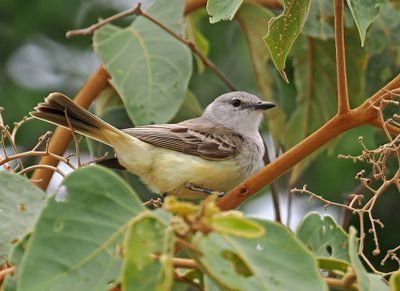 Suiriri Flycatcher