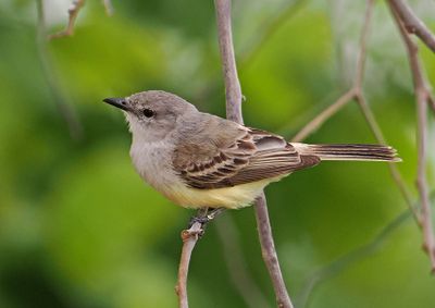 Suiriri Flycatcher