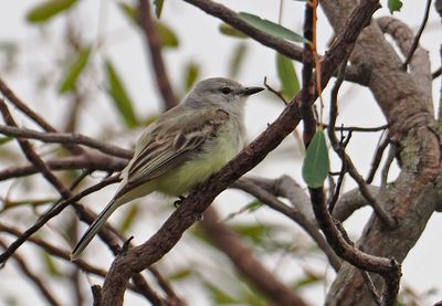 Suiriri Flycatcher