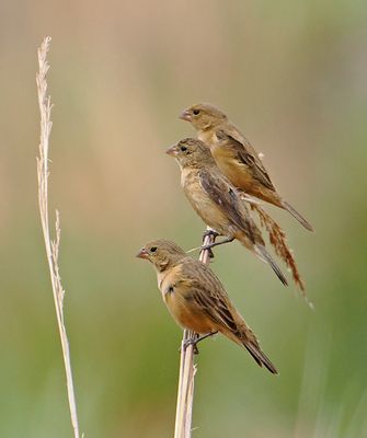 Tawny-bellied Seedeater