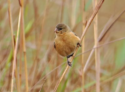 Tawny-bellied Seedeater