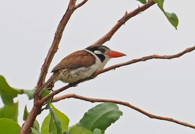 White-eared Puffbird