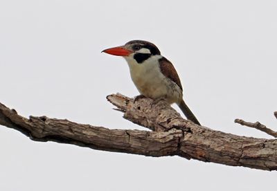 White-eared Puffbird