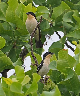 White-rumped Tanager