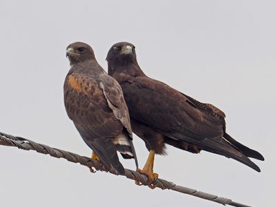 White-tailed Hawk