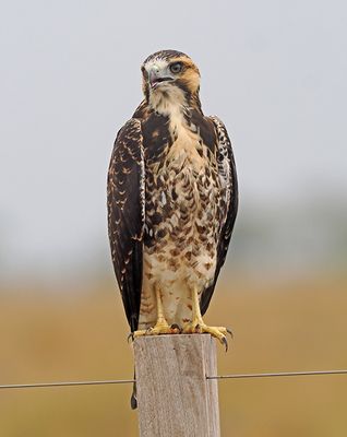 White-tailed Hawk