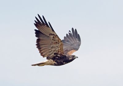 White-tailed Hawk