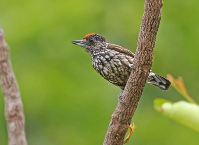 White-wedged Piculet
