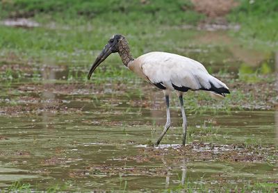 Woodstork