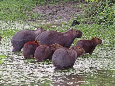 Capybara