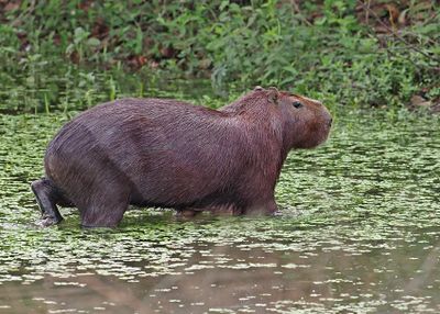 Capybara