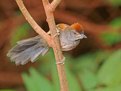 Cinereous-breasted Spinetail