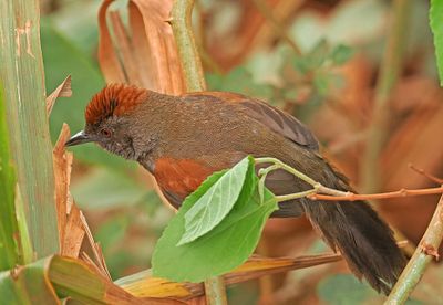 Cinereous-breasted Spinetail