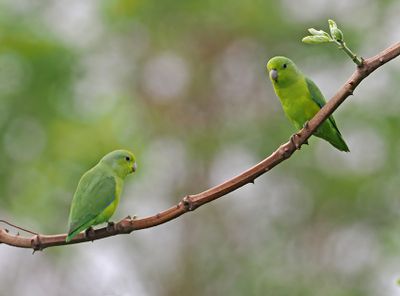 Cobalt-rumped Parrotlet