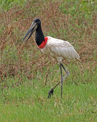 Jabiru