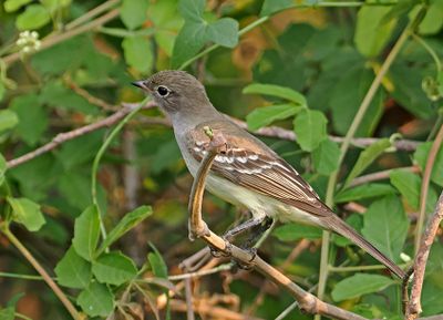 Large Elaenia